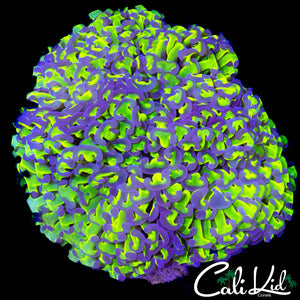 XXL LEMON LIME HAMMER