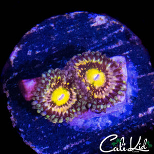MYSTERY ZOA DOUBLE