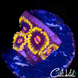 MIND TRICK ZOA QUAD