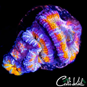 INSANE RAINBOW ACAN MINI COLONY