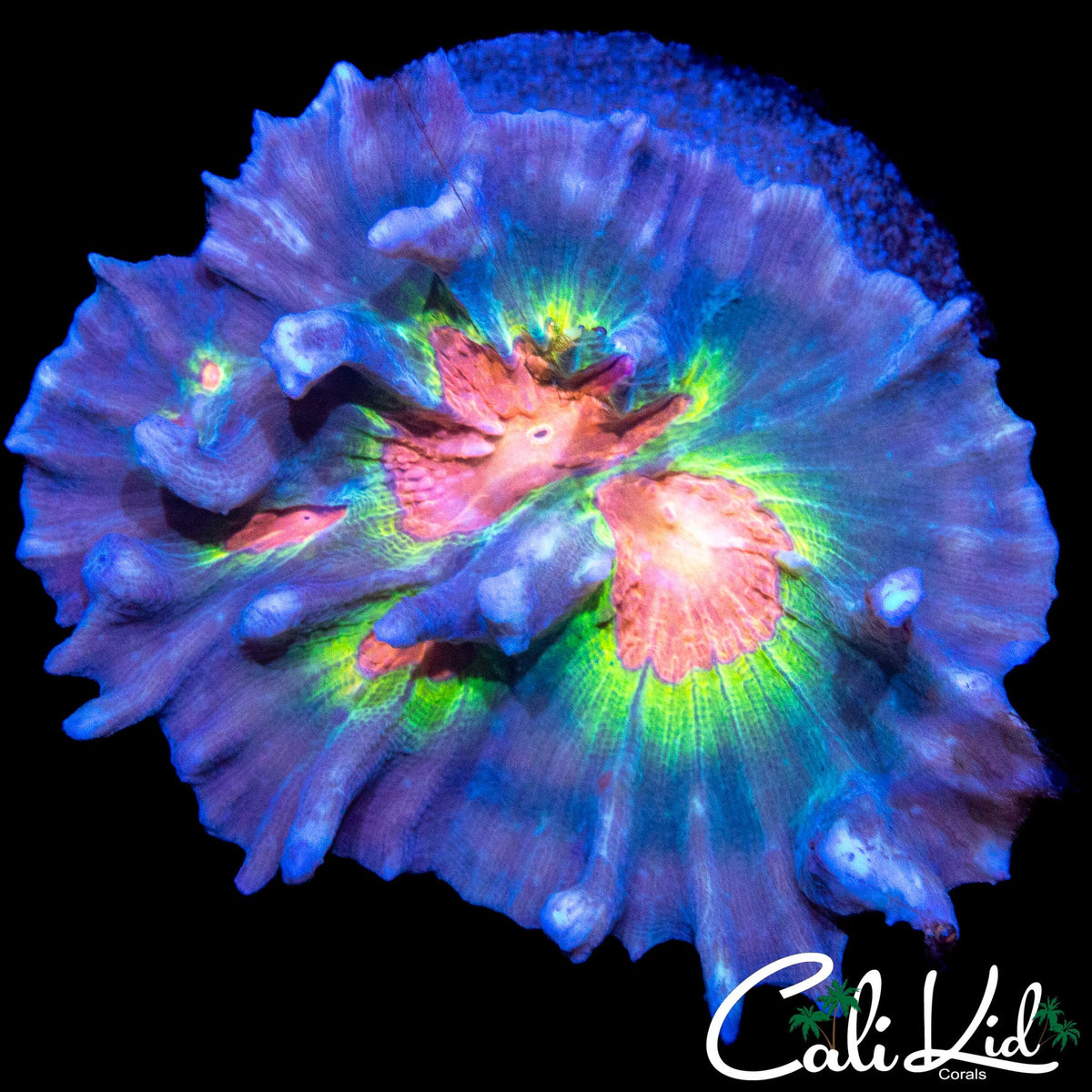 AMAZING RAINBOW PECTINIA COLONY