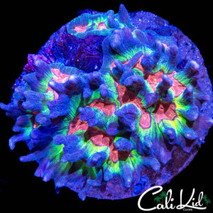 AMAZING RAINBOW PECTINIA COLONY