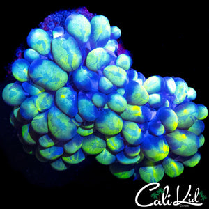 BEAUTIFUL SPLATTER BUBBLE