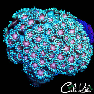 PINK GONI COLONY