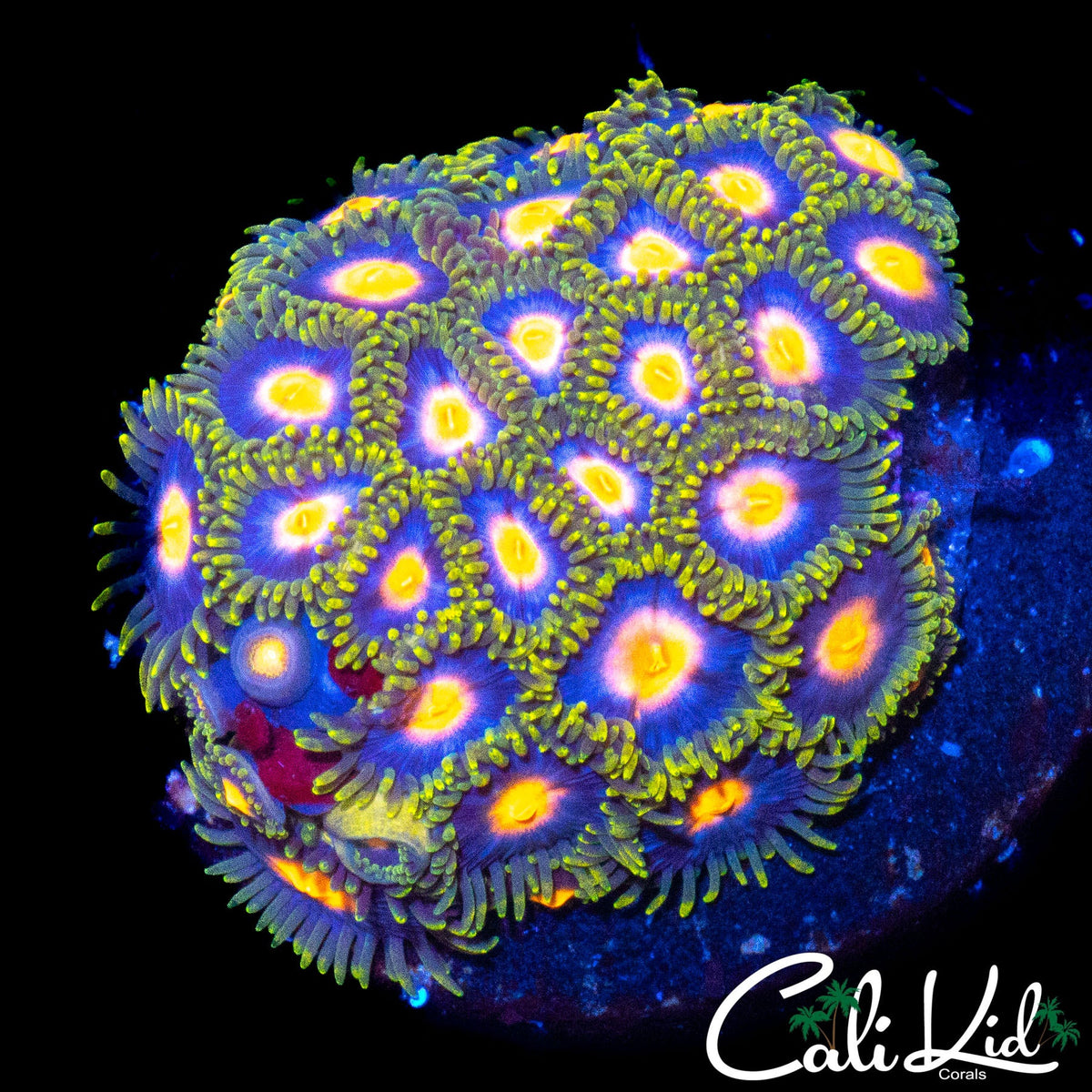 ASSORTED ZOA COLONY