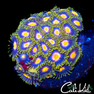 ASSORTED ZOA COLONY