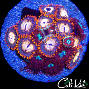 ASSORTED ZOA MINI COLONY