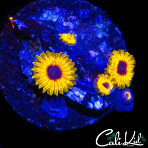 GREAT OWL MINI COLONY