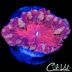 GOLDEN BUBBLE BLASTO