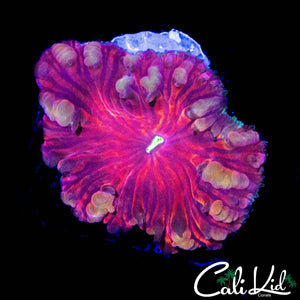 GOLDEN BUBBLE BLASTO