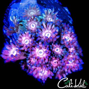 MALAYSIAN RAINBOW GONI