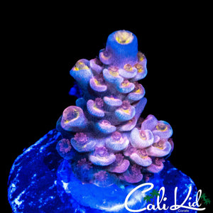 CK UTOPIA TENIUS