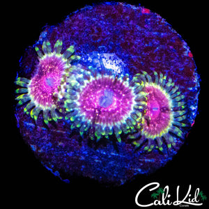 STRAWBERRY WINE ZOA TRIPLE