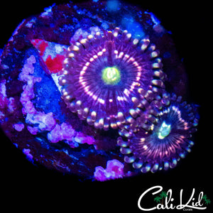 INTERSTELLAR ZOA DOUBLE