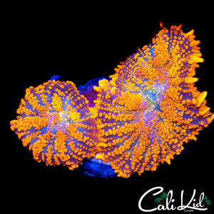 RAINBOW RIM RHODACTIS DOUBLE