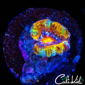 CK TIGER PAINT ACAN