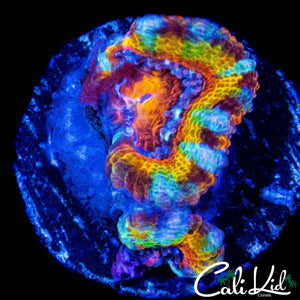 CK TIGER PAINT ACAN DOUBLE