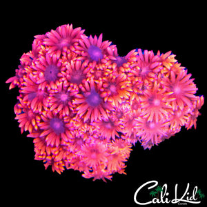 BLINDING PINK GONI COLONY