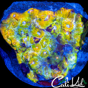 RARE RAINBOW SWIRL CHALICE COLONY