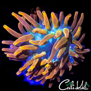AQUACULTURED MYSTERY ANEMONE