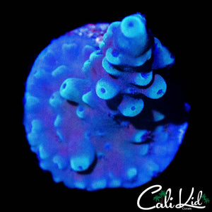 OREGON TORT ACRO