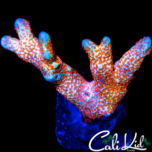 BUBBLE GUM DIGI