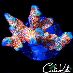 BUBBLE GUM DIGI CHUNK