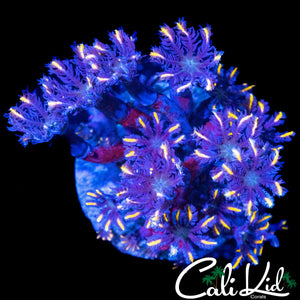 RAINBOW CLOVES CHUNK