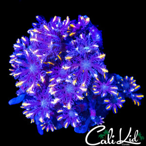 RAINBOW CLOVES CHUNK
