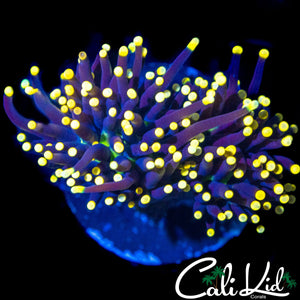 GREEN MOUTH GHOST TORCH