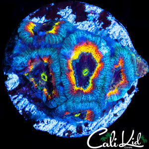 CK FRUIT LOOPS MICRO