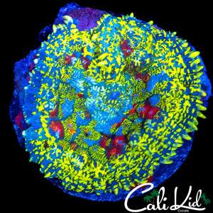 STUNNING MASTER RHODACTIS