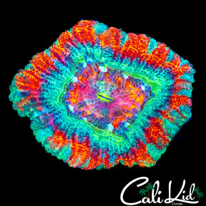 XL ASIAN ACAN