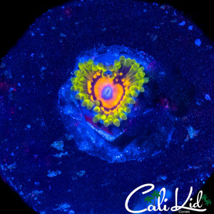 MARVIN THE MARTIAN ZOA