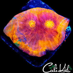 INDO RAINBOW CHALICE