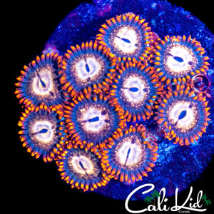 MYSTERY ZOA MINI COLONY