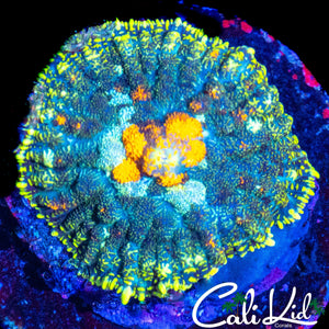 ORANGE MOUTH RHODACTIS