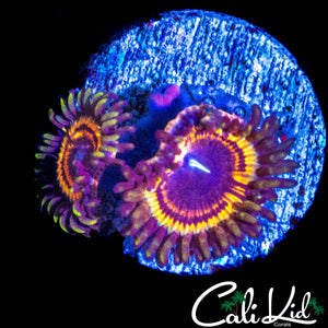 LC PETROGLYPH DOUBLE