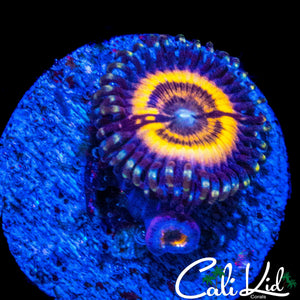 LC PETROGLYPH DOUBLE