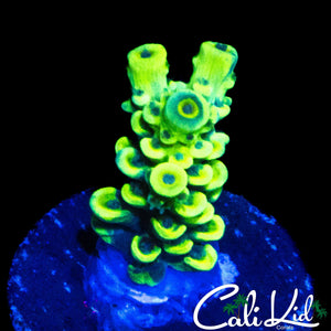 BLINDING BUMBLE BEE ACRO