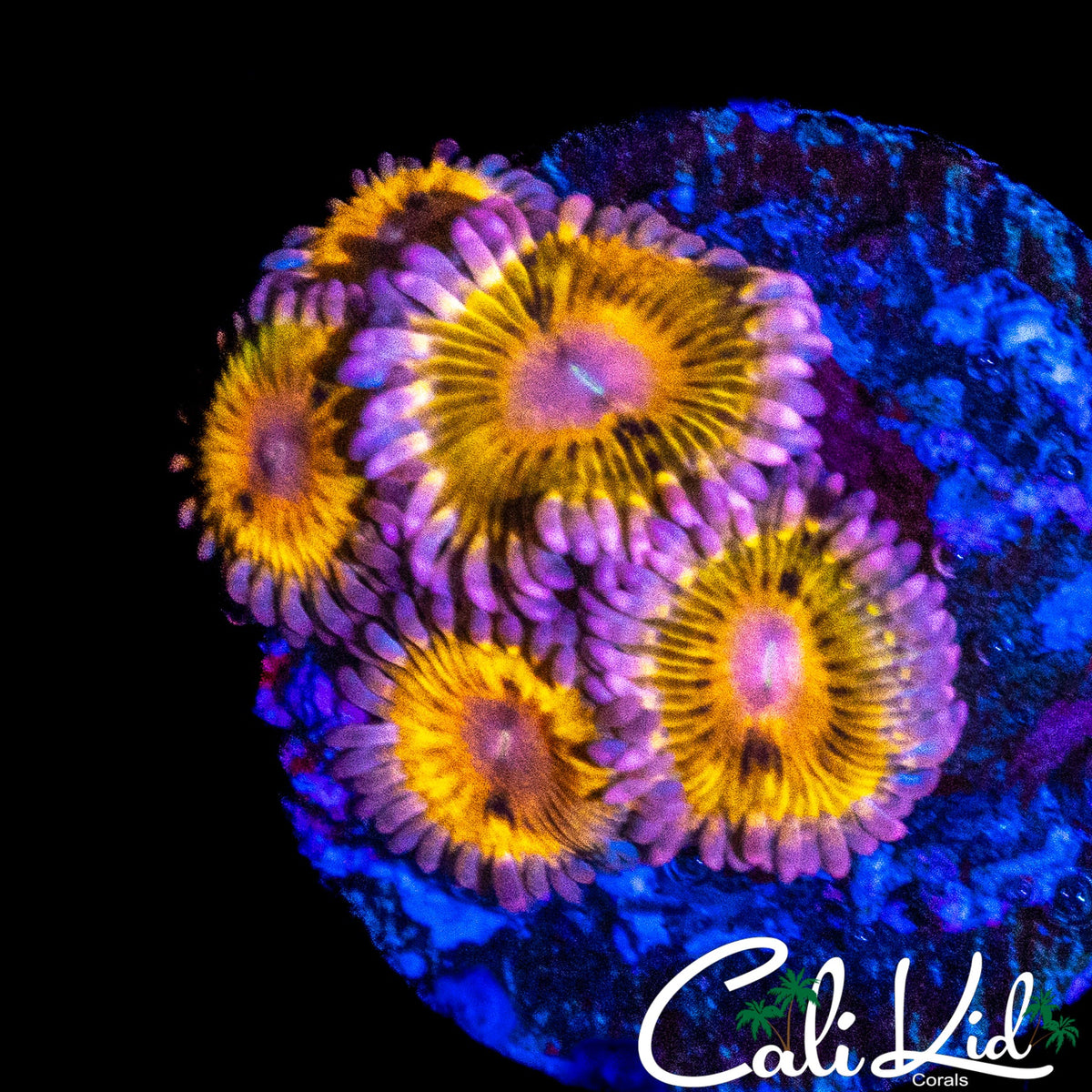 CHIQUITA MINI COLONY