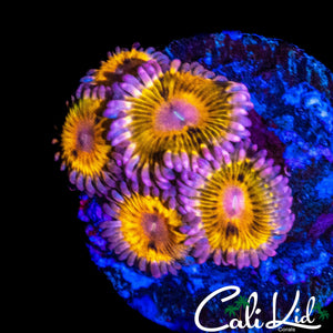 CHIQUITA MINI COLONY