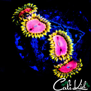 RRU PINK DIAMOND QUAD