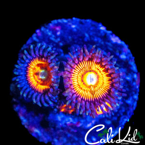ULTRA ZOA QUAD