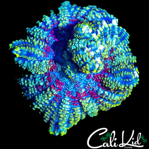 XL RAINBOW RHODACTIS