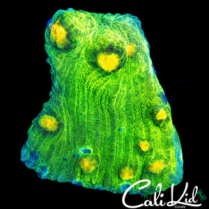 SPACE INVADER CHALICE