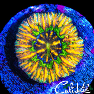 ULTRA RAINBOW BUTTON SCOLY