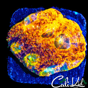 ULTIMATE RAINBOW ECHINATA CHUNK