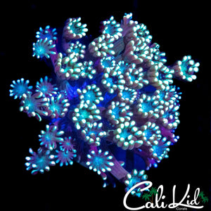 BI COLOR ALVEOPORA