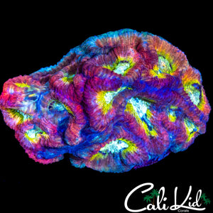 RARE RAINBOW FAVIA CHUNK